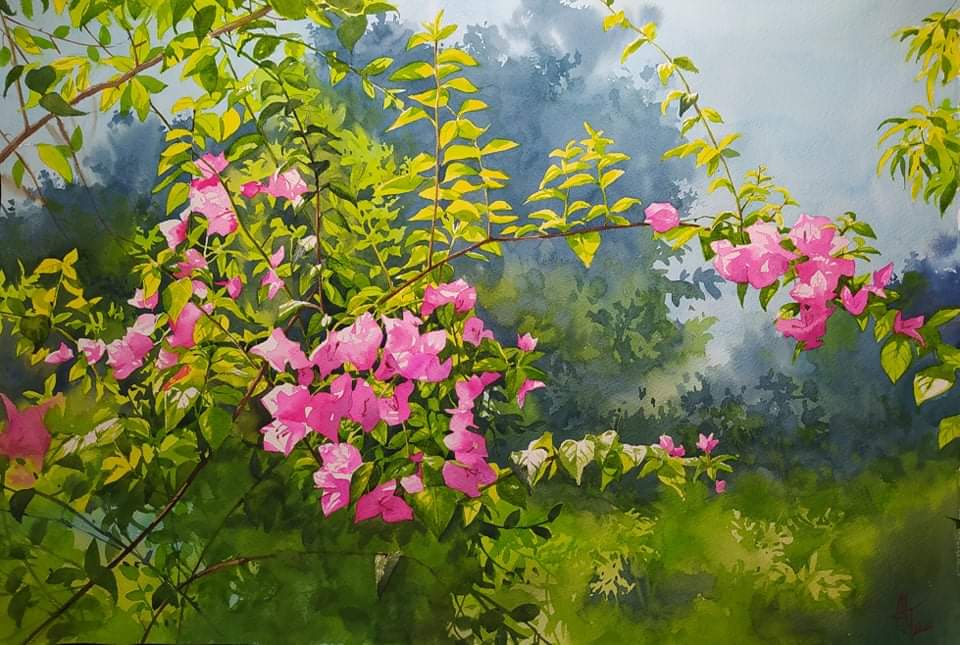 Bougainvillea